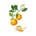 PURESSENTIEL Huile Essentielle Orange